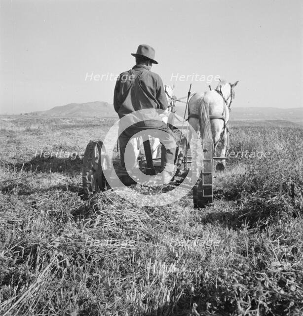 Mr. Roberts, FSA borrower, Owyhee project, Malheur County, Oregon, 1939. Creator: Dorothea Lange.