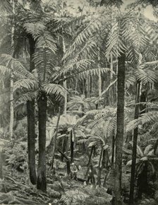 'Giant Ferns at Gembrook', 1901. Creator: Unknown.