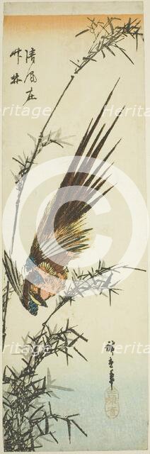 Pheasant and bamboo, 1840s. Creator: Ando Hiroshige.
