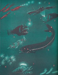 'Life Half a Mile Below The Sea's Surface', 1935 . Artist: Unknown.