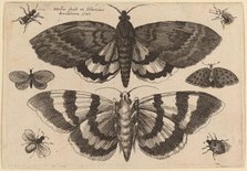 Two Moths and Six Insects, 1646. Creator: Wenceslaus Hollar.