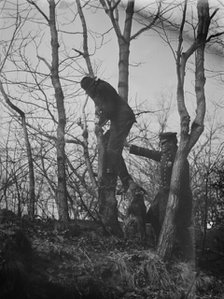 Policeman, police dog treeing tramp, New York City, 1912. Creator: Bain News Service.