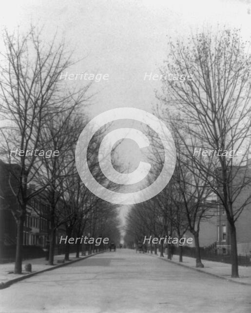 Washington Street shade trees, between 1890 and 1950. Creator: Frances Benjamin Johnston.