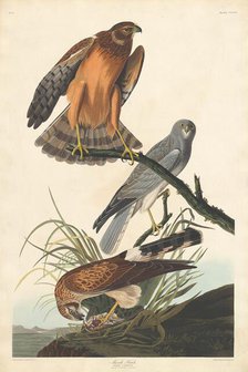 Marsh Hawk, 1837. Creator: Robert Havell.