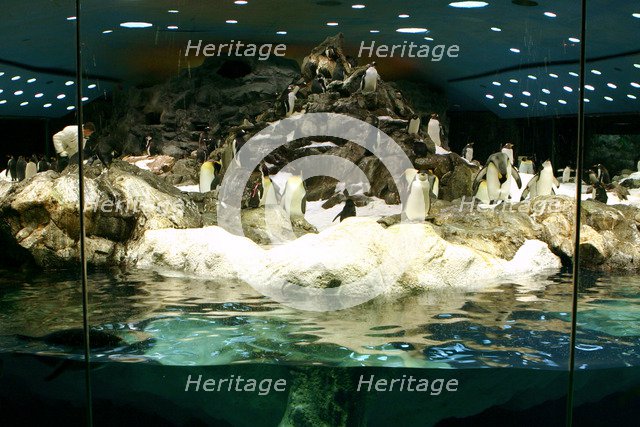 Penguins, Loro Parque, Tenerife, Canary Islands, 2007.