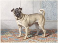 Portrait of Edwin vom Rath’s Pug, c.1880-c.1895. Creator: Conradyn Cunaeus.