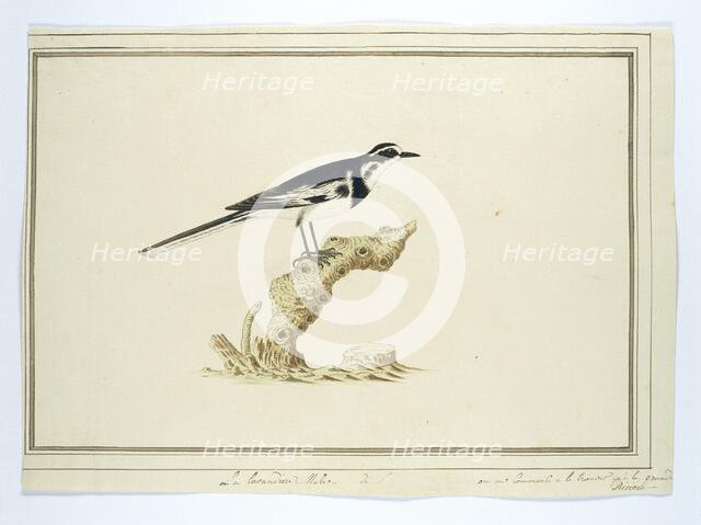 Motacilla aguimp (African pied wagtail), 1777-1786. Creator: Robert Jacob Gordon.