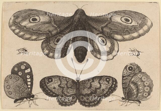 Moth, Three Butterflies, and Two Beetles, 1646. Creator: Wenceslaus Hollar.