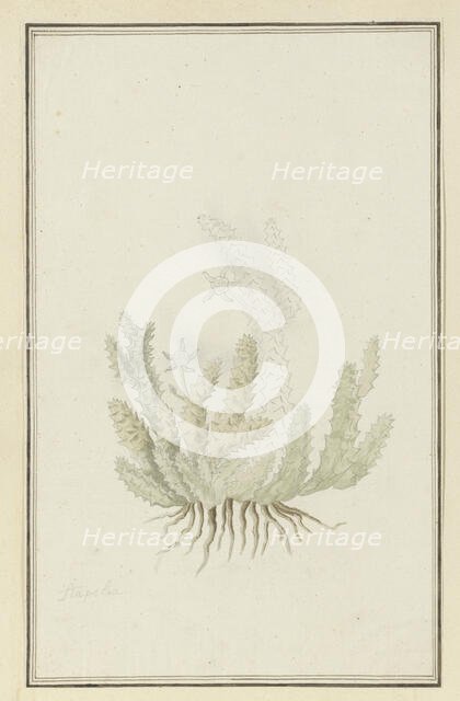 Duvalia caespitosa (Masson) Haw (Milkweed), 1777-1786. Creator: Robert Jacob Gordon.