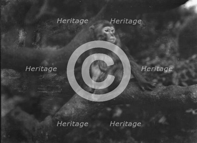 Travel views of Japan and Korea, 1908. Creator: Arnold Genthe.