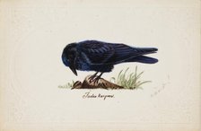 Tame Raven "Judas", 1834. Creator: Ferdinand von Wright.