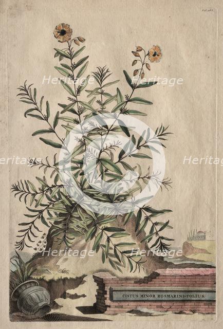 Phytographia Curiosa: Cistus Minor Rosmarini-Folius. Creator: Abraham Munting (Dutch, 1626-1683).
