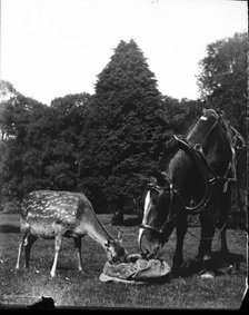 Horse and deer eating from bag, c1900s. Creator: Robert Augustus Henry L'Estrange.