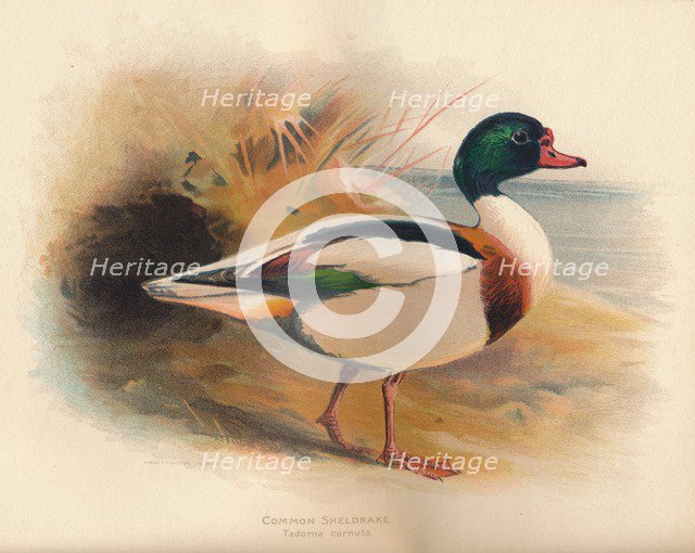 'Common Sheldrake (Tadorna cornuta)', 1900, (1900). Artist: Charles Whymper.