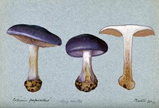 A fungus (Cortinarius purpurascens?): three fruiting bodies, one sectioned, 1897. Creator: Unknown.