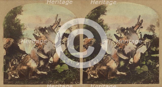Fowl & game, about 1860. Creator: London Stereoscopic & Photographic Co.