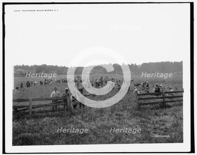 Pea pickers, Mount Morris, N.Y., between 1890 and 1901. Creator: Unknown.