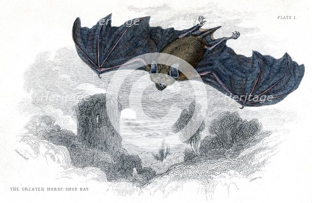 Hand coloured engraving of a Greater Horseshoe Bat, 1838. Artist: Unknown