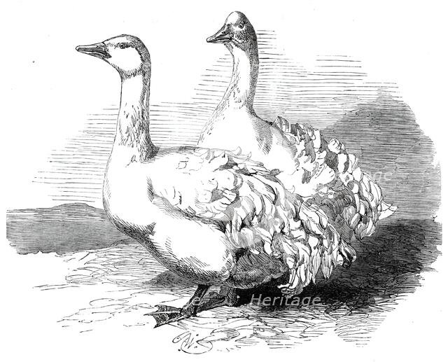 Sebastopol geese at the Crystal Palace poultry show, 1860. Creator: Harrison Weir.