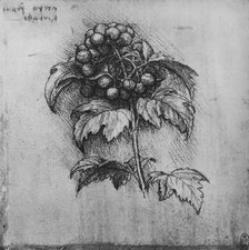 'A Spray of a Plant', c1480 (1945). Artist: Leonardo da Vinci.
