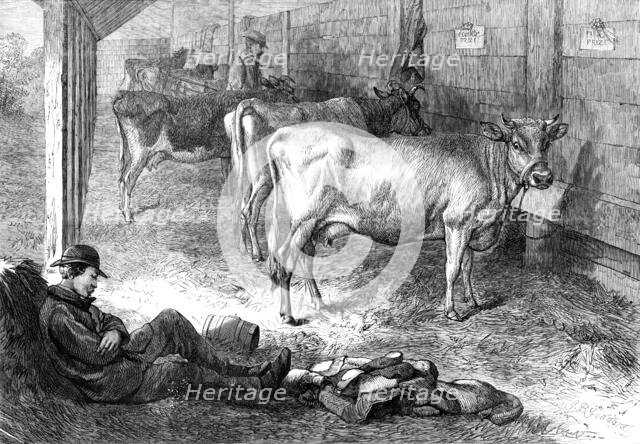 Prize Jersey cows at the Bath and West of England Agricultural Show at Southampton, 1869. Creator: Unknown.