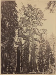 Grizzly Giant, Mariposa Grove, 1861. Creator: Carleton Emmons Watkins.