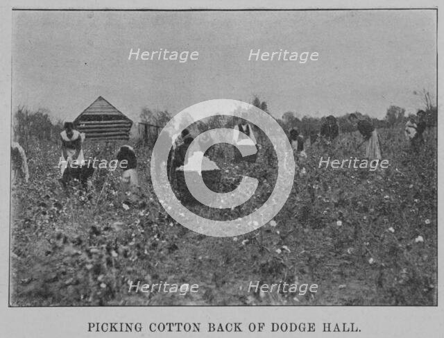 Picking cotton back of Dodge Hall, 1903. Creator: Unknown.