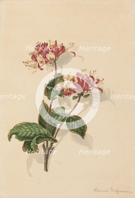 Branch wild honeysuckle (Lonicera periclymenum), 1750-1811. Creator: Bernhard Heinrich Thier.