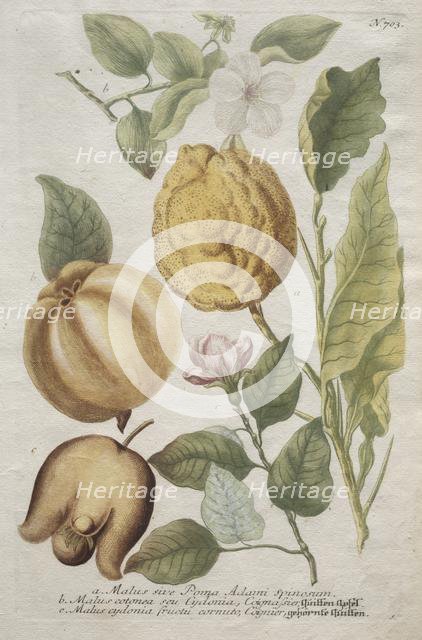 Phytanthoza iconographia: No. 703. Creator: Johann Wilhelm Weinmann (German); Bartholomaus Seutter (German, 1678-1754).
