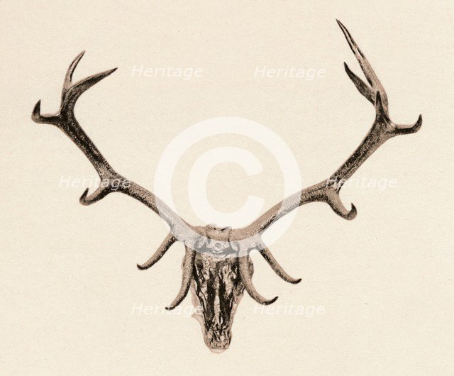 'Head of a Deer', c16th century, (1904). Artist: Unknown.