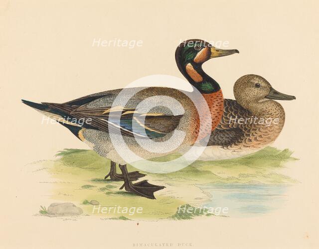 Bimaculated Duck, 1855. Creator: Unknown.
