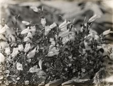 Bell Flower (campanula), between 1915 and 1935. Creator: Frances Benjamin Johnston.