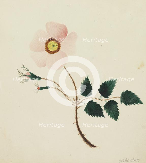 Wild Rose. Creator: Mary Altha Nims (American, 1817-1907).