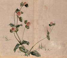 A grassland plant, possibly a clover (Trifolium species): flowering stem. Creator: Unknown.