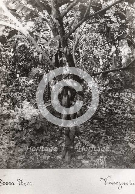 A cocoa bush carrying pods, Venezuela, 1897. Artist: Unknown
