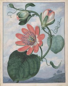 Passion Flower, 1799. Creator: Sydenham Teast Edwards.