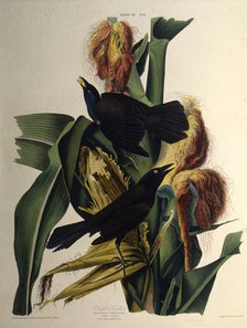 The common grackle. From "The Birds of America", 1827-1838. Creator: Audubon, John James (1785-1851).