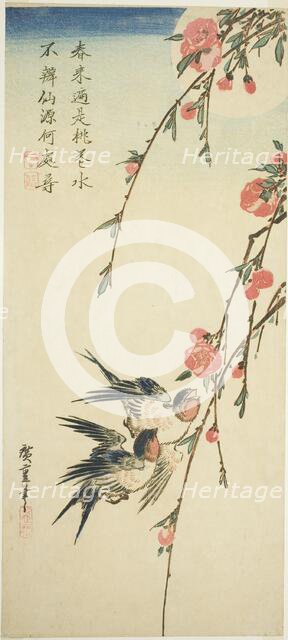Swallows, peach blossoms, and full moon, 1830s. Creator: Ando Hiroshige.