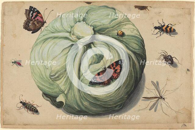 Head of Cabbage with Insects, early 17th century. Creator: Unknown.