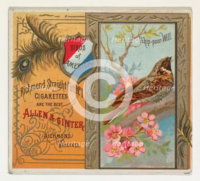 Whip-poor Will, from the Birds of America series (N37) for Allen & Ginter Cigarettes, 1888. Creator: Allen & Ginter.