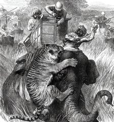 The Prince of Wales in the Nepaul Terai: Colonel Sir Arthur Ellis...with a Tiger...1876. Creator: Unknown.