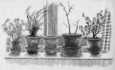 Dead plants on a windowsill, 1952. Creator: Shirley Markham.