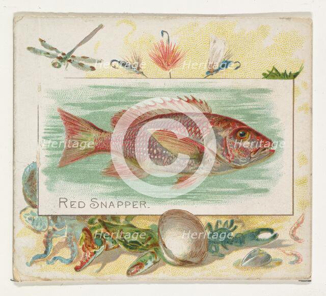 Red Snapper, from Fish from American Waters series (N39) for Allen & Ginter Cigarettes, 1889. Creator: Allen & Ginter.