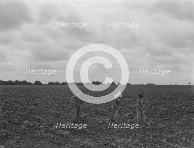 Day laborers hoeing cottonn, near Corsicana, Texas, 1937. Creator: Dorothea Lange.