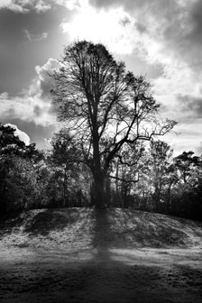 Tree on a mound to the south-east of the ruins of St Augustine's Abbey, Canterbury, Kent, c1989. Artist: Steve Cole.