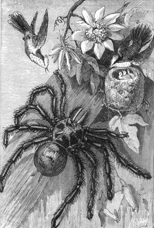'Bird-Killing Spiders; Naturalist on the Amazons',1875. Creator: Unknown.