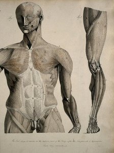 Left, muscles of the head and trunk (front view); right, muscles of the..., between 1800 and 1899. Creator: Unknown.