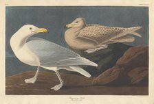 Burgomaster Gull, 1837. Creator: Robert Havell.