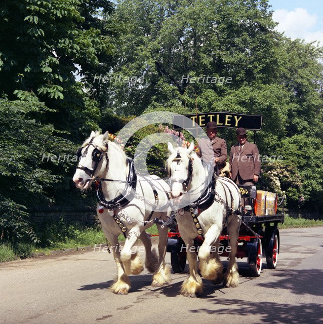 Tetley shire horses, Roundhay Park, Leeds, West Yorkshire, 1968.  Artist: Michael Walters