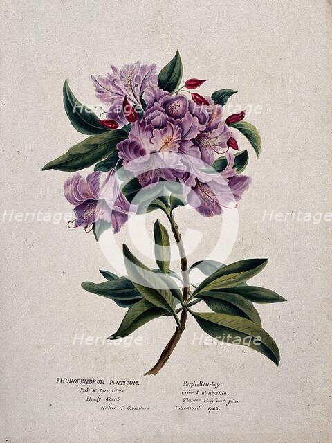 Rhododendron (Rhododendron ponticum): flowering stem, (c1850?). Creator: Unknown.
